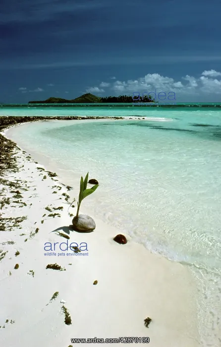 : Beach scene - With Coconut : Beach scene - With Coconut