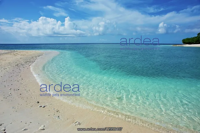 : Beach scene - Island of Nailaka : Beach scene - Island of Nailaka