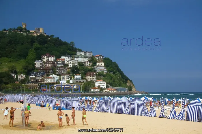 : Beach scene at La Concha Bay in the city : Beach scene at La Concha Bay in the city