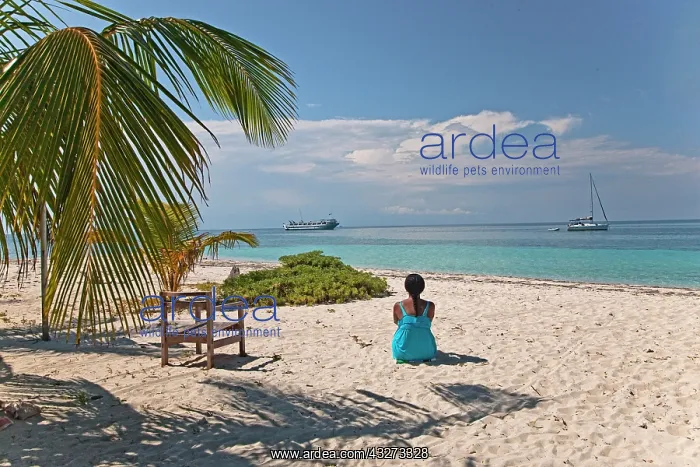 : A beach scene on Lime Cay in Belize : A beach scene on Lime Cay in Belize