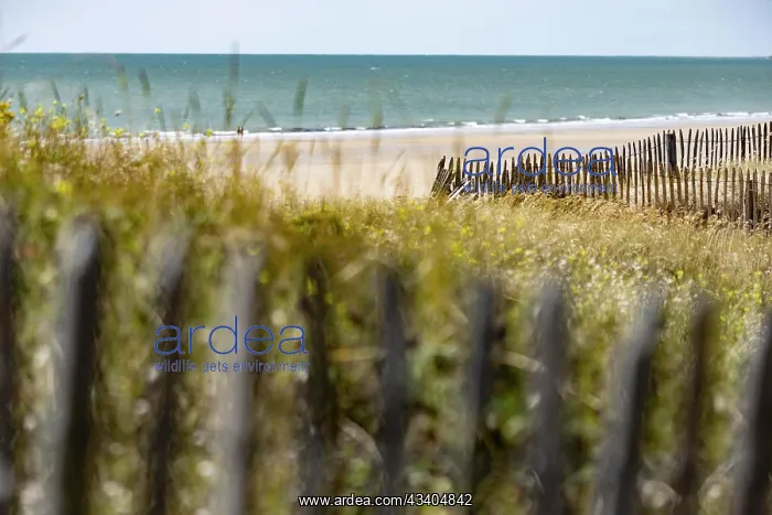 : Beach. Sea, dune landscape with flowering grasses : Beach. Sea, dune landscape with flowering grasses