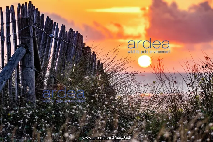 : Beach, sea, dune landscape with the regionally typical : Beach, sea, dune landscape with the regionally typical