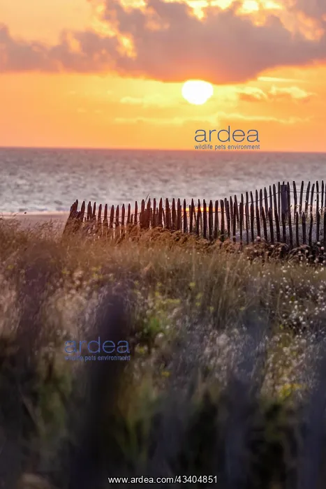 : Beach, sea, dune landscape with the regionally typical : Beach, sea, dune landscape with the regionally typical