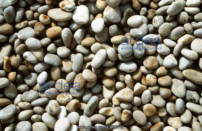 : BEACH - SHINGLE PEBBLES : BEACH - SHINGLE PEBBLES
