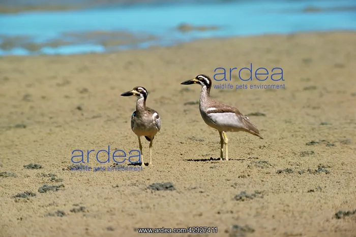 : BEACH STONE CURLEW : BEACH STONE CURLEW
