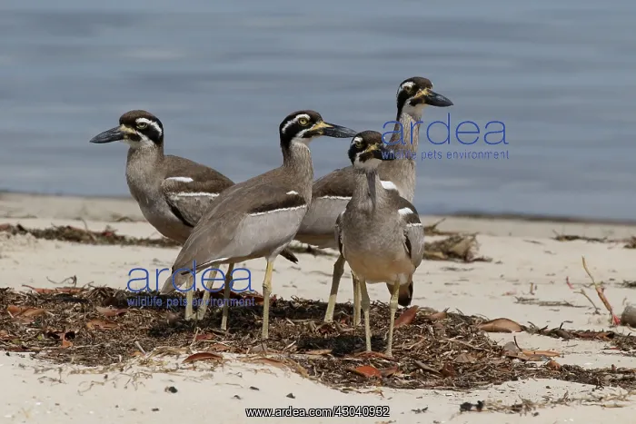 : Beach Stone-curlew : Beach Stone-curlew