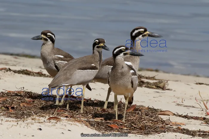 : Beach Stone-curlew : Beach Stone-curlew