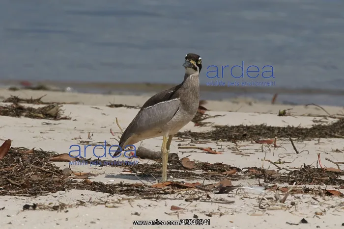 : Beach Stone-curlew : Beach Stone-curlew