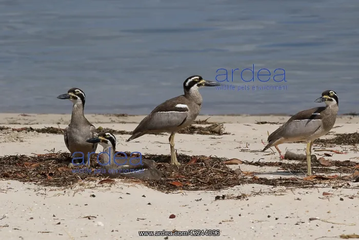 : Beach Stone-curlew : Beach Stone-curlew