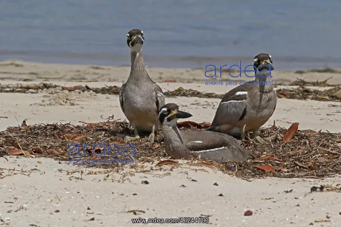 : Beach Stone-curlew : Beach Stone-curlew