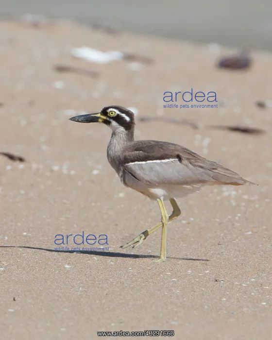 : Beach Stone Curlew : Beach Stone Curlew