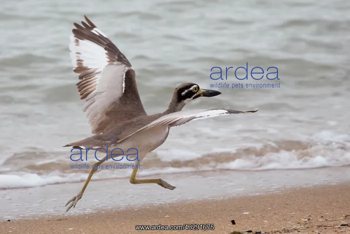 : Beach Stone Curlew : Beach Stone Curlew