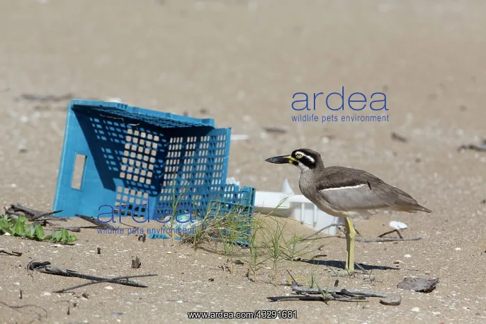 : Beach Stone Curlew : Beach Stone Curlew