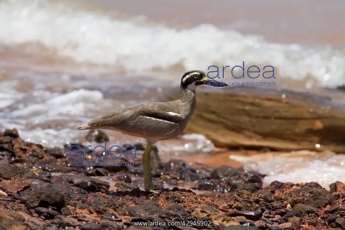 : Beach Stone-curlew / Beach Thick-knee : Beach Stone-curlew / Beach Thick-knee