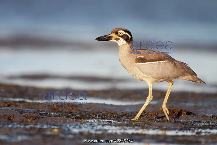 : Beach Stone-Curlew / Beach Thick-Knee - walking : Beach Stone-Curlew / Beach Thick-Knee - walking