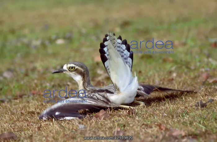 : Beach Stone Curlew - distraction display, feigning injury : Beach Stone Curlew - distraction display, feigning injury
