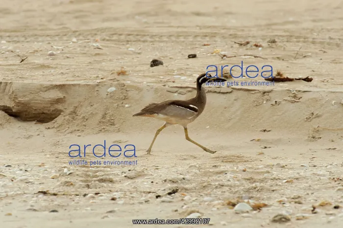 : Beach Stone Curlew - foraging on open undisturbed beach : Beach Stone Curlew - foraging on open undisturbed beach