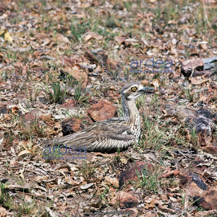 : Beach Stone Curlew - incubating eggs : Beach Stone Curlew - incubating eggs