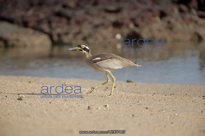 : Beach Stone-curlew - walking on a beach : Beach Stone-curlew - walking on a beach