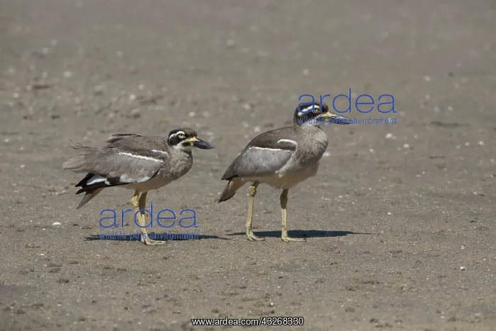 : Beach Stone-curlews - Cairns Esplanade - Queensland : Beach Stone-curlews - Cairns Esplanade - Queensland