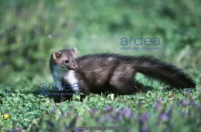 : Beach / Stone MARTEN : Beach / Stone MARTEN