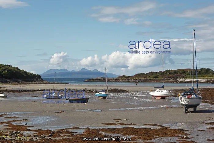 : Beach - and stranded boats at low tide : Beach - and stranded boats at low tide