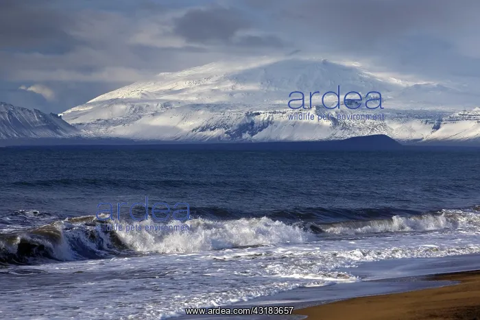 : Beach with surf and the volcano and glacier Sn~fellsjnkull : Beach with surf and the volcano and glacier Sn~fellsjnkull