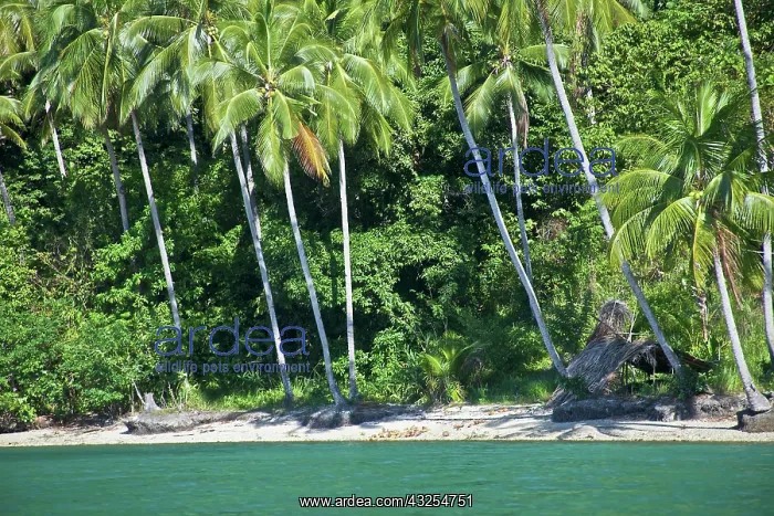 : Beach, Tomori Bay and Morowali Nature Reserve : Beach, Tomori Bay and Morowali Nature Reserve