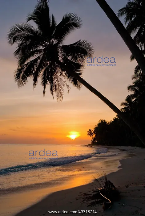 : Beach on the tropical island. Indonesia. Indian Ocean : Beach on the tropical island. Indonesia. Indian Ocean