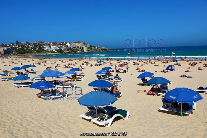 : Beach umbrellas on Bondi Beach, Sydney, New South : Beach umbrellas on Bondi Beach, Sydney, New South