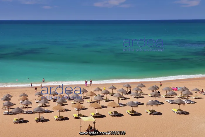 : Beach umbrellas with sunbeds on the sandy beach : Beach umbrellas with sunbeds on the sandy beach