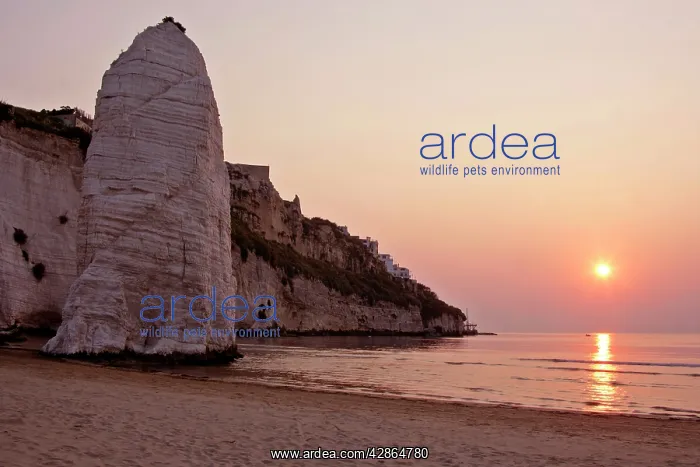 : Beach of Vieste - with chalk cliffs and symbol : Beach of Vieste - with chalk cliffs and symbol