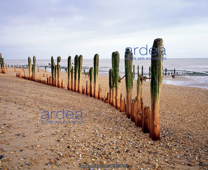 : Beach - Weathered groynes at Winchelsea Beach : Beach - Weathered groynes at Winchelsea Beach