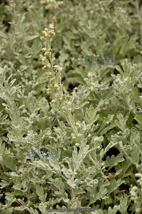 : Beach wormwood : Beach wormwood