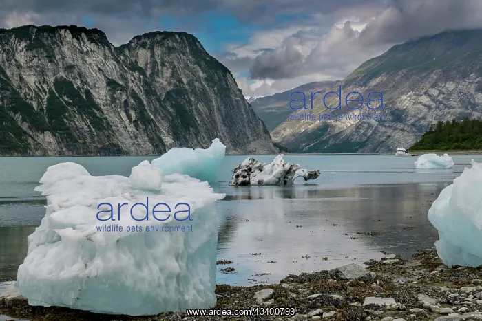 : Beached icebergs from nearby McBride Glacier sit : Beached icebergs from nearby McBride Glacier sit