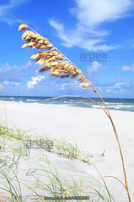 : Beaches Boca Raton, Florida, USA : Beaches Boca Raton, Florida, USA