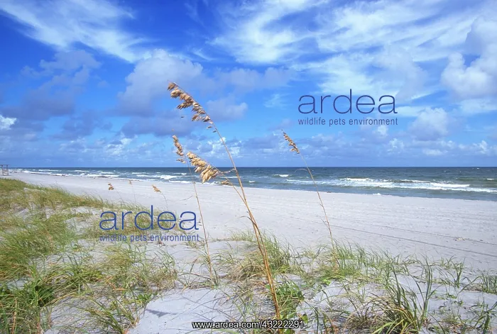 : Beaches Boca Raton, Florida, USA : Beaches Boca Raton, Florida, USA