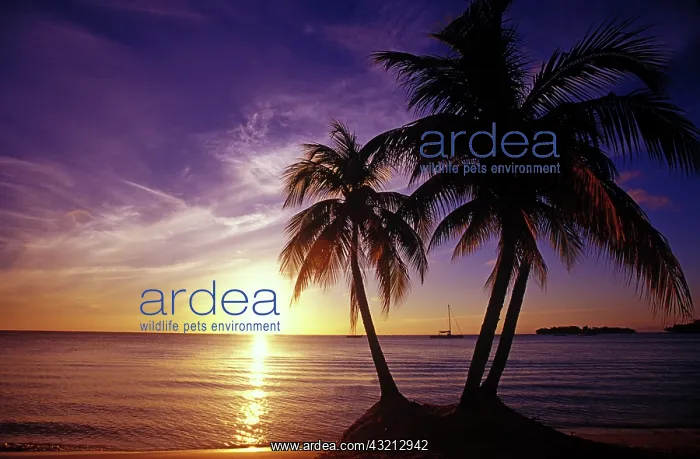 : Beaches at Negril, Jamaica. (Not available : Beaches at Negril, Jamaica. (Not available