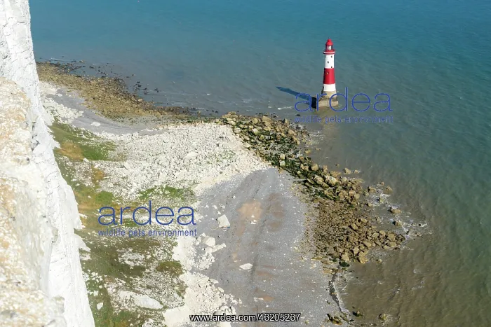 : BEACHEY HEAD, SUSSEX / UK - JULY 23 : View of the : BEACHEY HEAD, SUSSEX / UK - JULY 23 : View of the