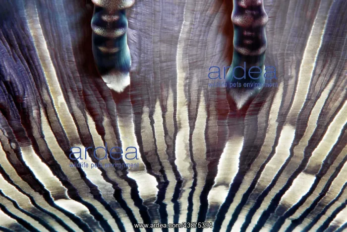  : Beaded anemone (Heteractis aurora), detail, Banda