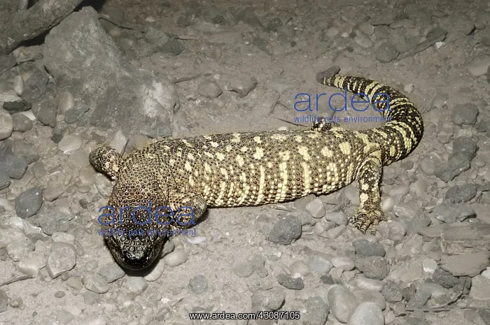 : Beaded Lizard : Beaded Lizard
