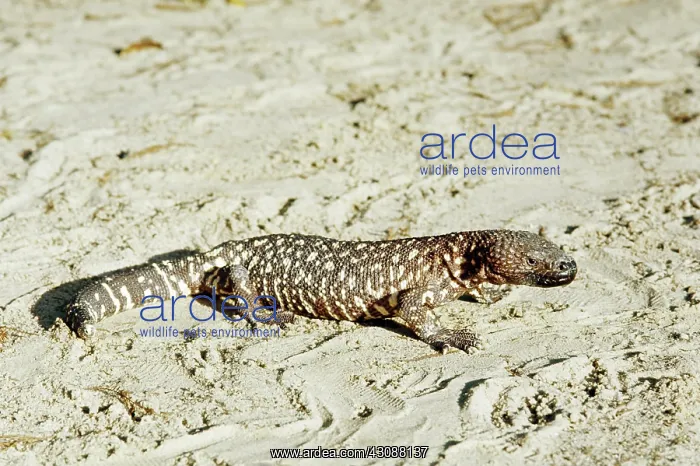 : Beaded Lizard : Beaded Lizard