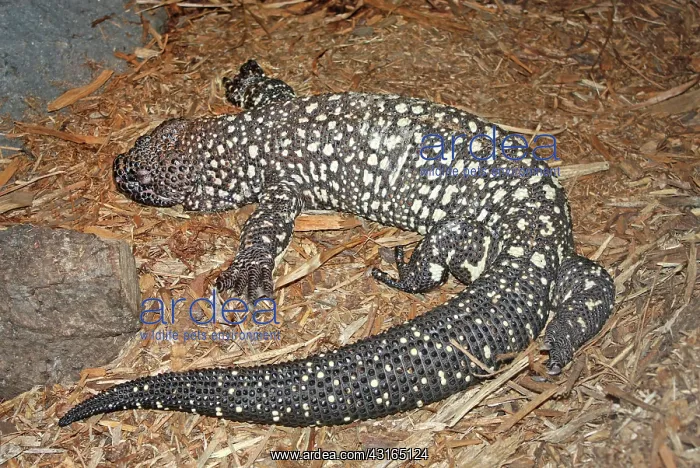 : Beaded Lizard (Heloderma horridum) : Beaded Lizard (Heloderma horridum)