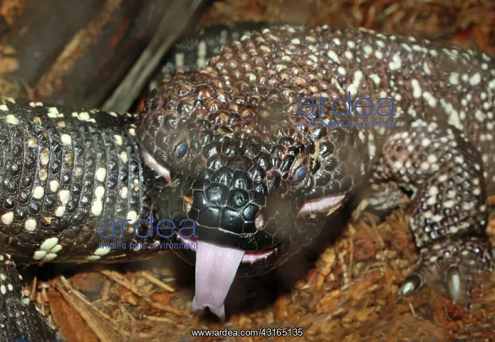 : Beaded Lizard (Heloderma horridum) : Beaded Lizard (Heloderma horridum)