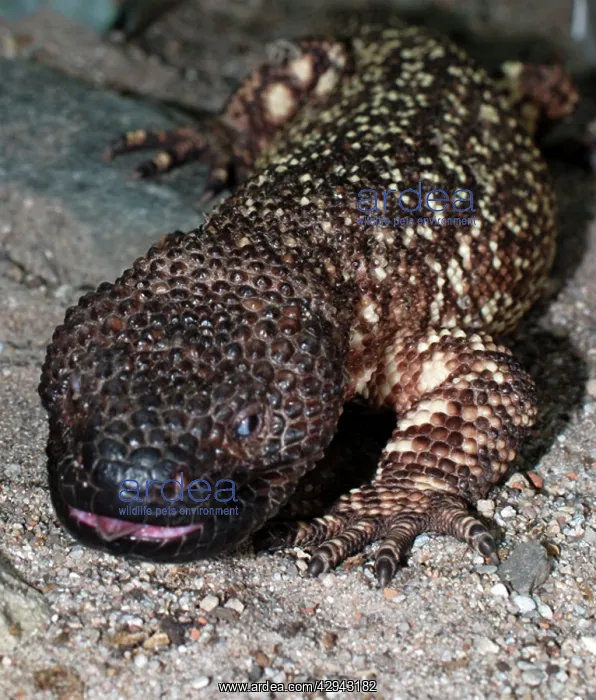 : Beaded Lizard: venomous lizard : Beaded Lizard: venomous lizard