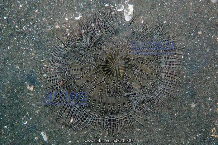  : Beaded Sea Anemone - Joleha dive site, Lembeh Straits