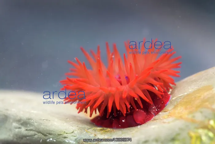 : Beadlet Anemone : Beadlet Anemone