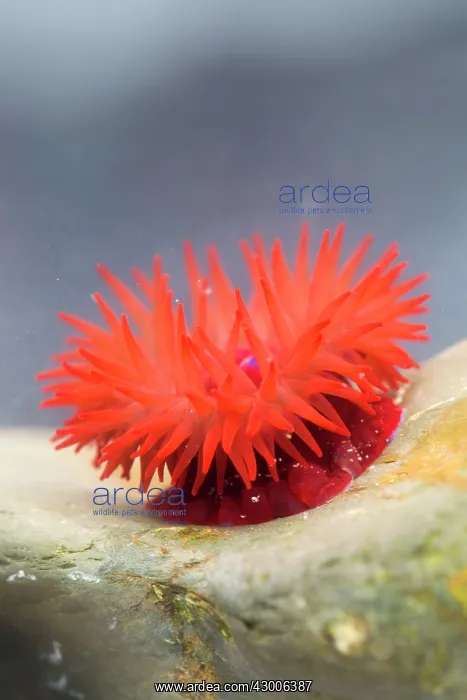 : Beadlet Anemone