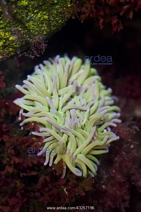 : Beadlet Anemone, Red Sea Anemone, Plum Anemone : Beadlet Anemone, Red Sea Anemone, Plum Anemone