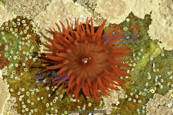 : Beadlet Anemone - in rock pool with opened tentacles : Beadlet Anemone - in rock pool with opened tentacles